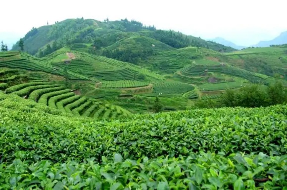 普洱核心茶山